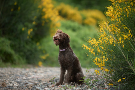 Lagotto Romagnolo alert near yellow flowersの写真素材