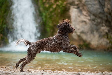 Lagotto Romagnolo jumping by waterfallの写真素材