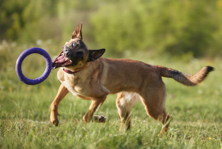 Dog catching frisbee mid-runの写真素材