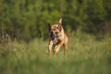Belgian Malinois running forwardの写真素材