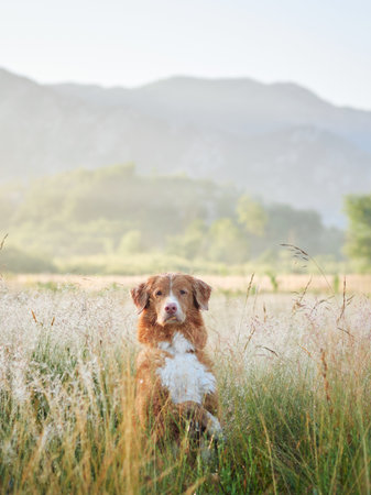 Dog sitting in a grassy meadowの写真素材