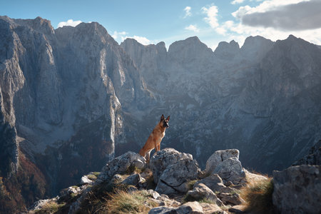 Belgian Malinois on a rocky cliff with mountain viewsの写真素材