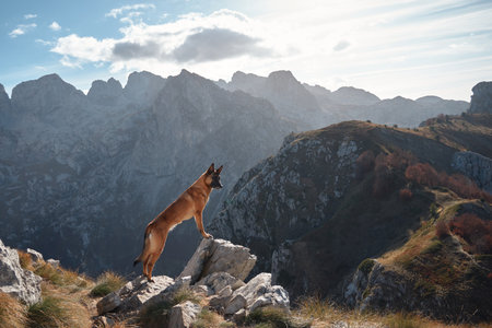 Belgian Malinois standing on a mountain edge with sunlit peaksの写真素材