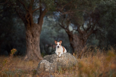 jack russell terrier on large rockの写真素材
