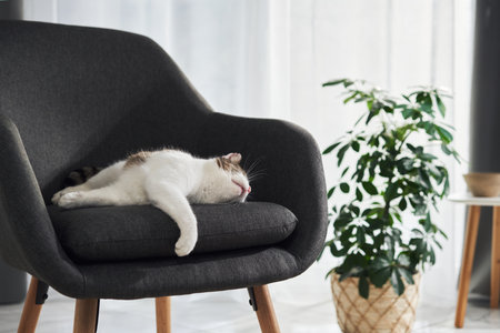 Cat stretched out sleeping near green plantの写真素材