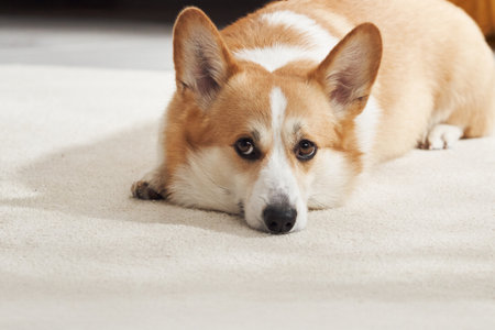 Corgi laying alertの写真素材