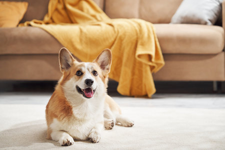 Corgi on carpet happyの写真素材