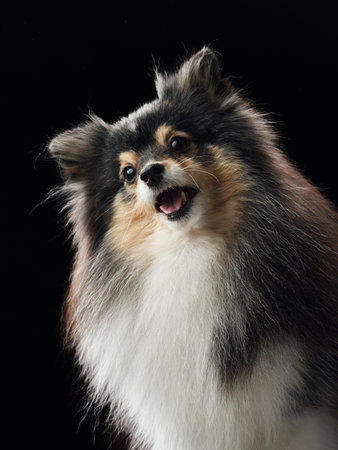 sheltie portrait smile wideの写真素材