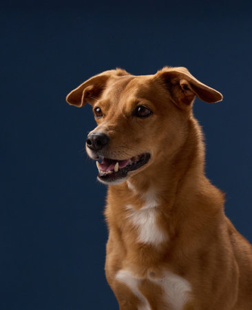 Dog smiling in profile viewの写真素材