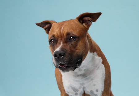 Staffordshire terrier neutral expression in blue room