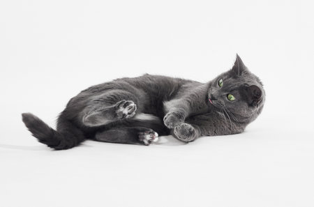 Cat lying on side facing cameraの写真素材