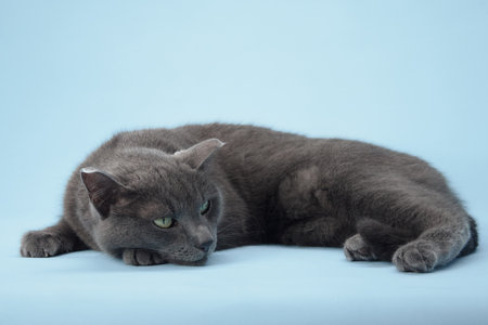 Cat laying with paws forward on blue backdropの写真素材