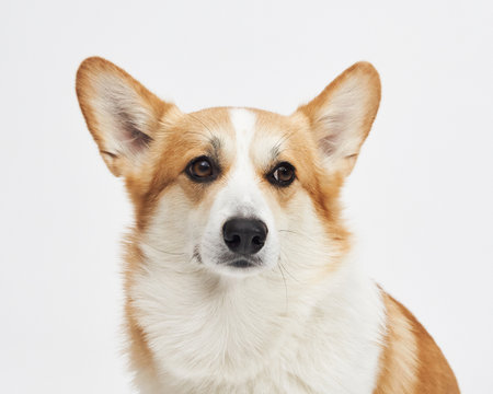 Corgi head portrait on white backgroundの写真素材