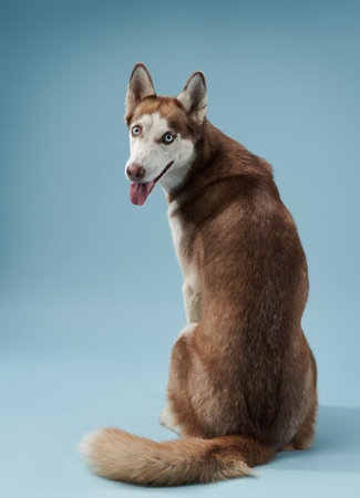 Siberian Husky in a playful poseの写真素材