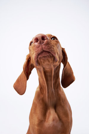 Viszla dog tilting head on a white background
