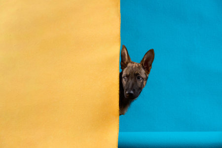 Wolfdog Puppy Peeking from Yellow and Blue Backdrop