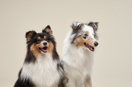 Two Shelti Dogs Sitting Side by Side on a Beige Backdropの写真素材