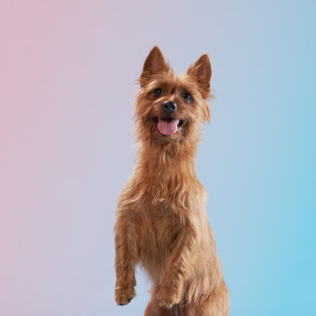 Standing Australian Terrier Looking Upの写真素材