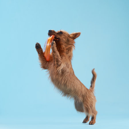 Jumping Dog Catching Treatの写真素材