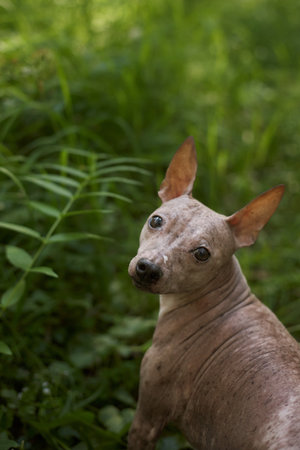 hairless terrier turning head in grassの写真素材