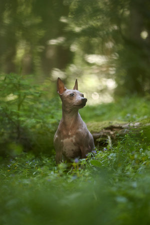 hairless terrier sitting in soft forest lightの写真素材