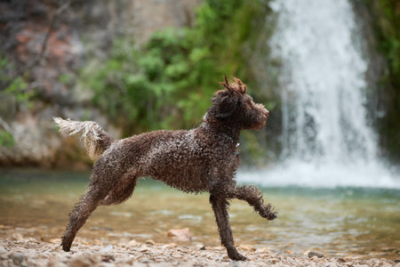Lagotto Romagnolo mid-run across waterの写真素材