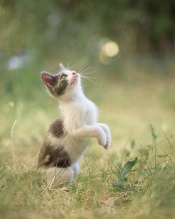 Kitten watching toy fallingの写真素材