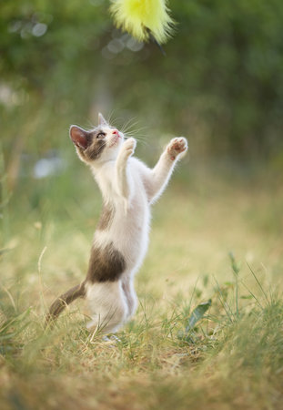 Kitten plays under yellow toyの写真素材