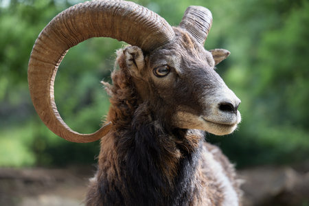 Close-up ram profileの写真素材