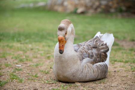 Two geese togetherの写真素材