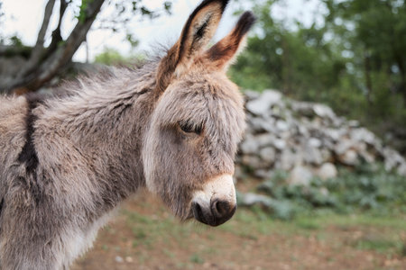Donkey facing cameraの写真素材