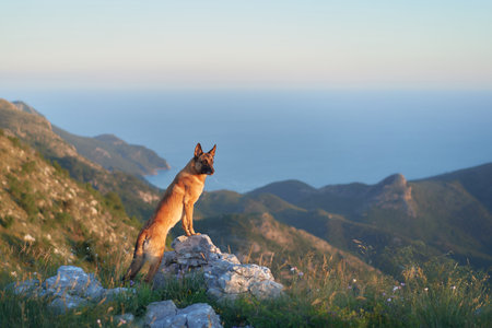 Malinois watching sunset on a hilltopの写真素材