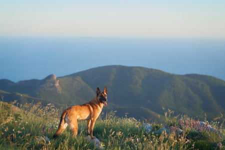 Malinois standing on a hilltopの写真素材