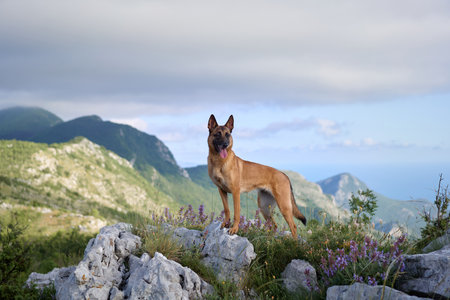Malinois enjoying mountain sceneryの写真素材