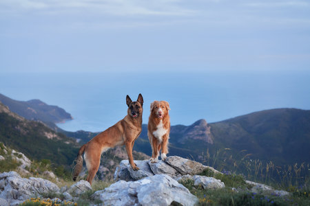 Companionship in rugged mountainsの写真素材