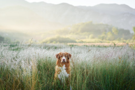 Dog standing in tall grass with mountains behindの写真素材