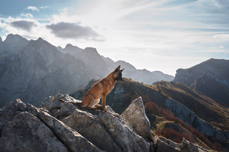 Belgian Malinois sitting on a rocky ledge in the mountainsの写真素材