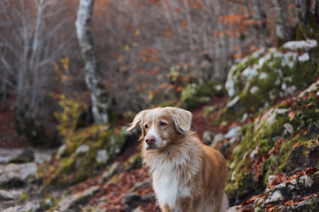 Nova Scotia Duck Tolling Retriever standing near mossy rock in woodsの写真素材