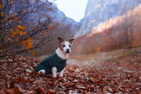 Jack Russell Terrier sitting sideways on forest pathの写真素材