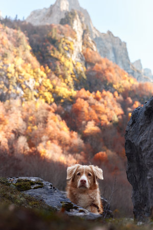 Nova Scotia Duck Tolling Retriever behind large rock in forestの写真素材