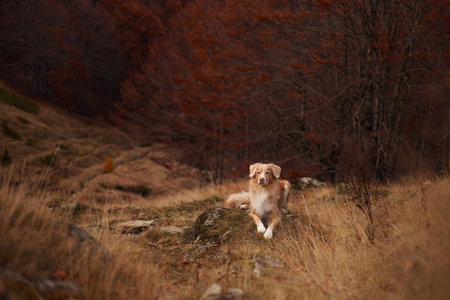 Nova Scotia Duck Tolling Retriever walking on autumn mountain trailの写真素材