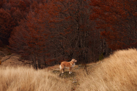 Nova Scotia Duck Tolling Retriever standing in golden grass meadow
