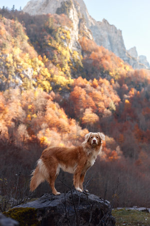 Nova Scotia Duck Tolling Retriever on mossy rock in autumn forestの写真素材