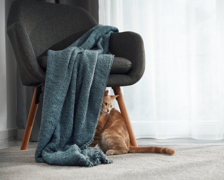 Ginger cat lying behind grey chair and blanketの写真素材