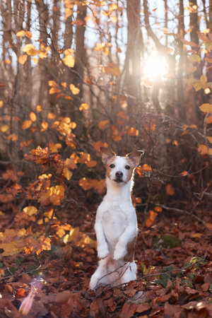 Jack Russell Terrier sitting in leaf-strewn forest with sunlightの写真素材