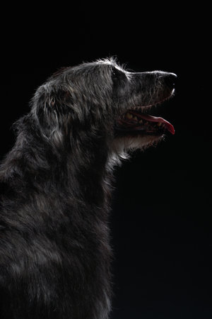 Scottish Deerhound side profile on black background