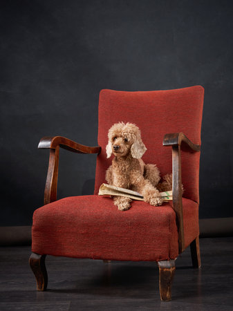 Red Armchair in a Studio Setting