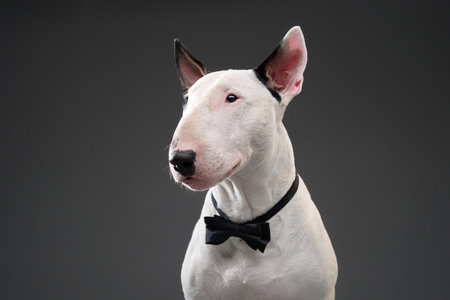 Formal portrait of Bull Terrier in bow tieの写真素材