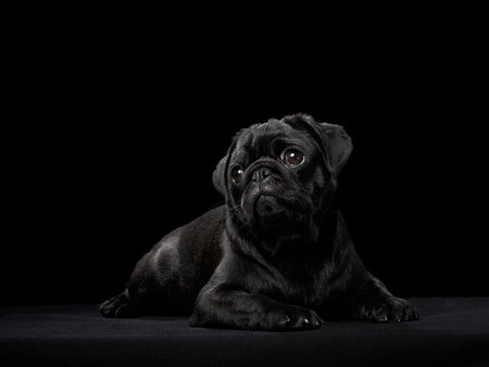 Black Pug resting on black backgroundの写真素材