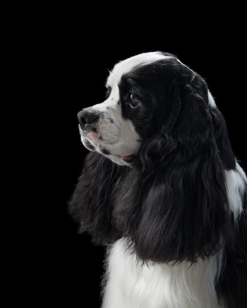 American Cocker Spaniel looking sideways on black backgroundの写真素材